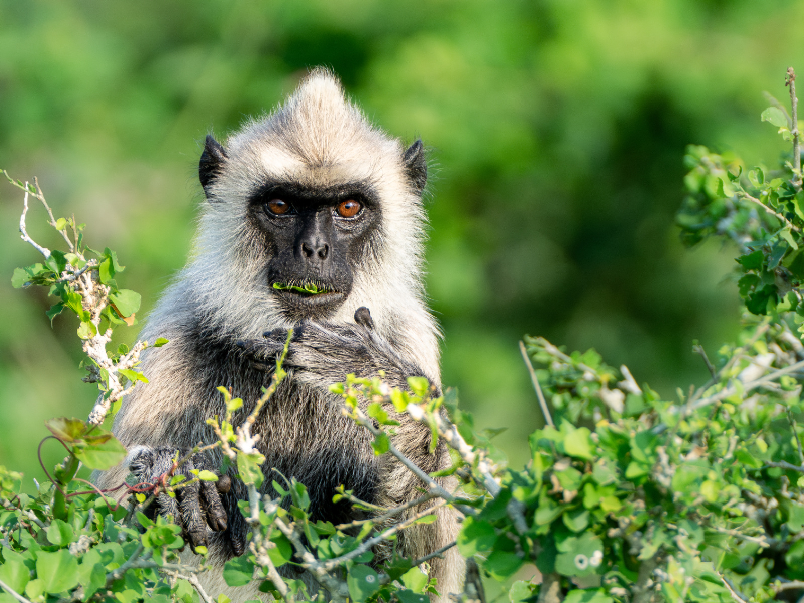 Yala National Park, photo 4