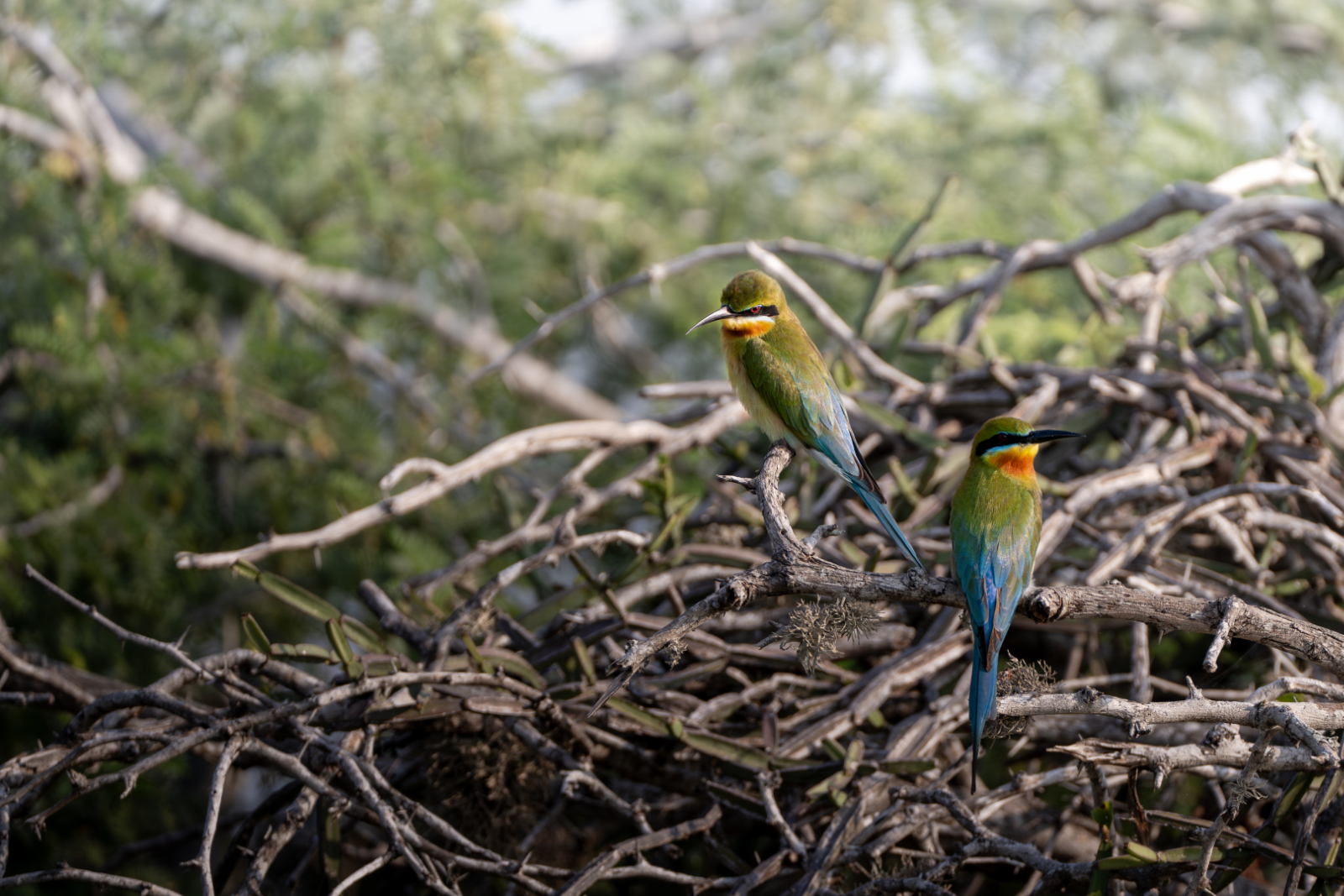 Yala National Park, Sri Lanka