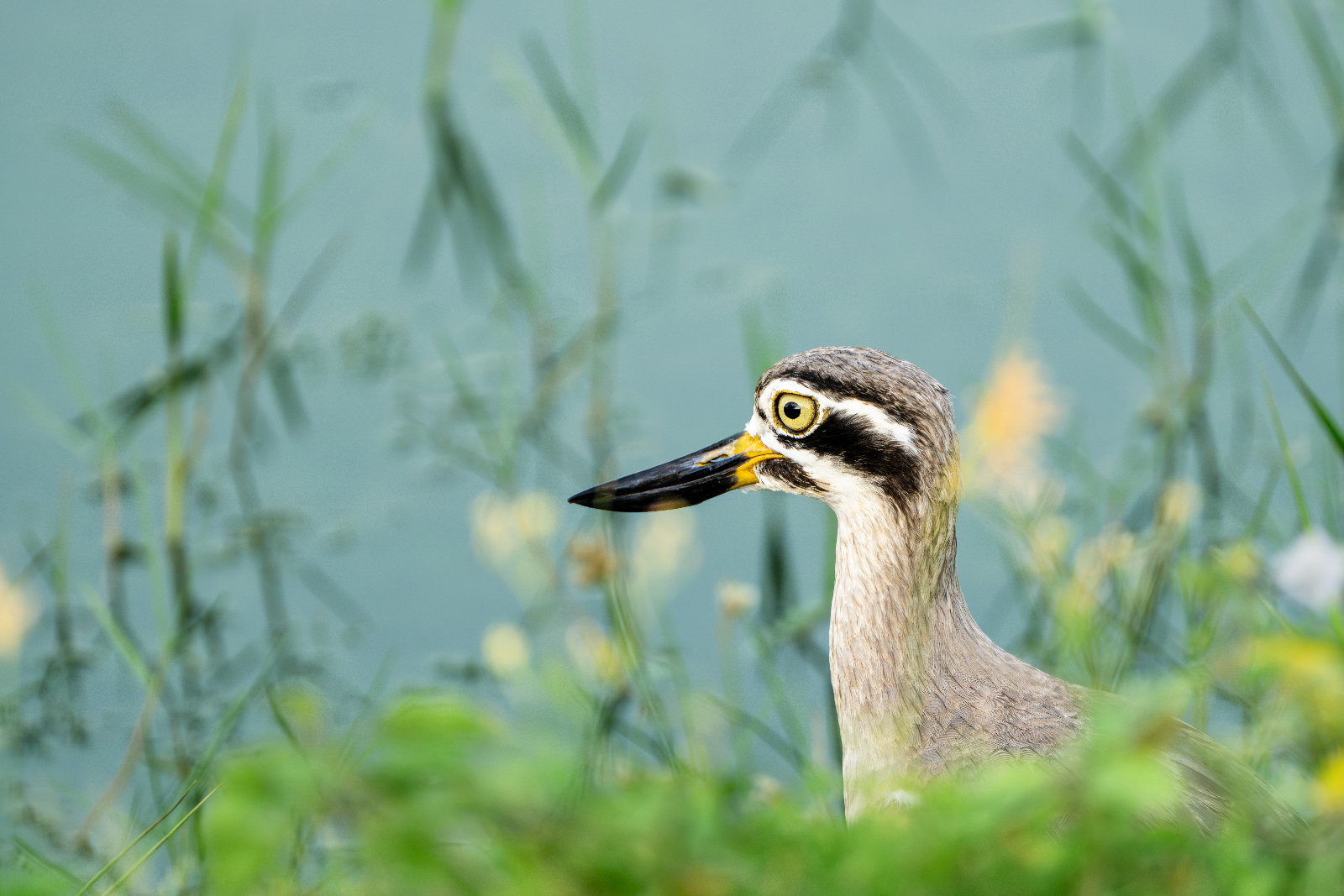 Yala National Park, photo 2