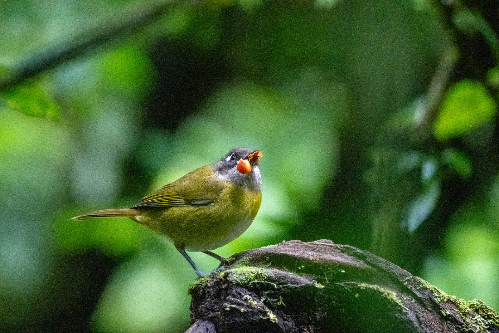 Monteverde & Montezuma, photo 2