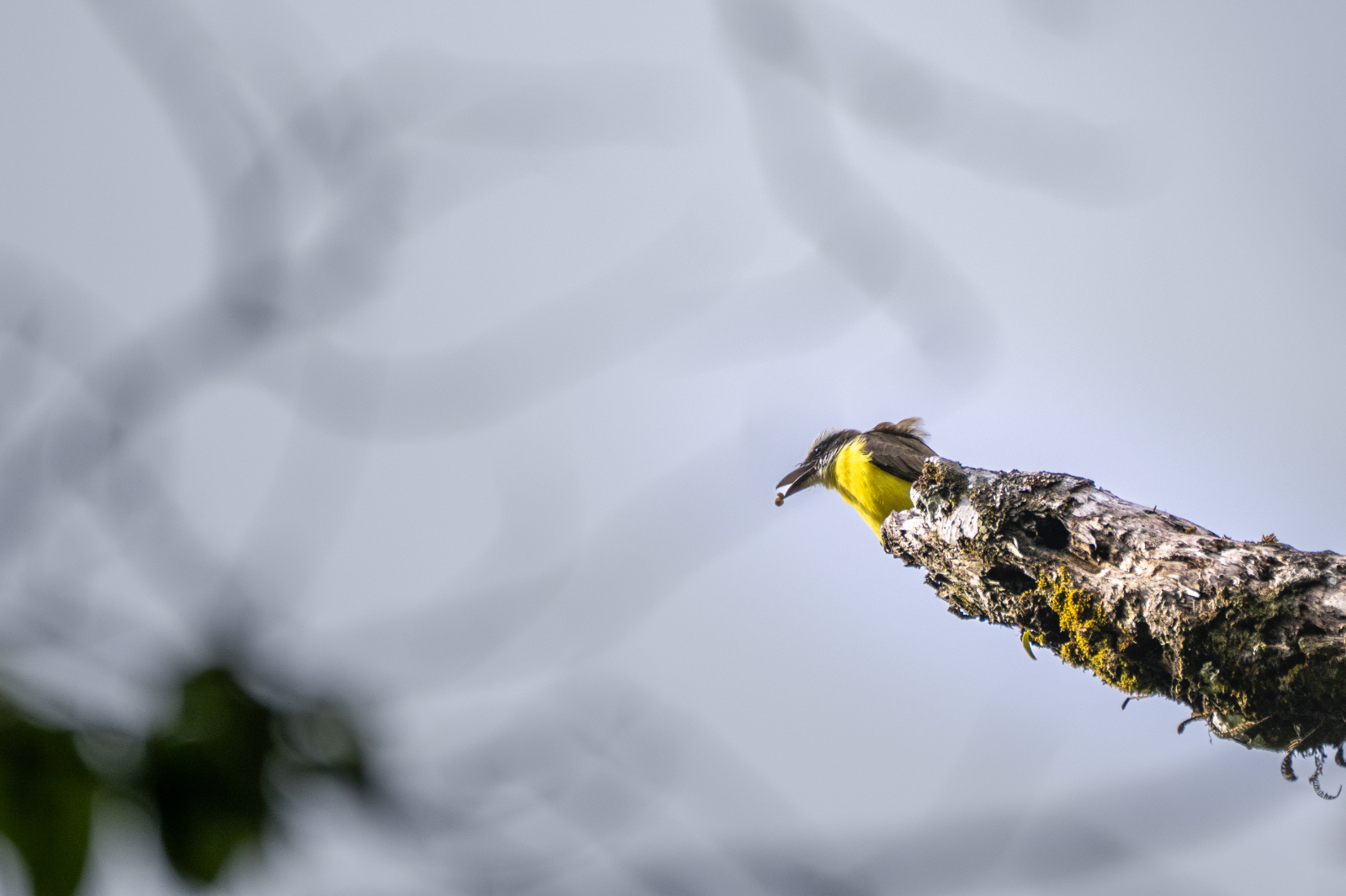 Monteverde & Montezuma, photo 4