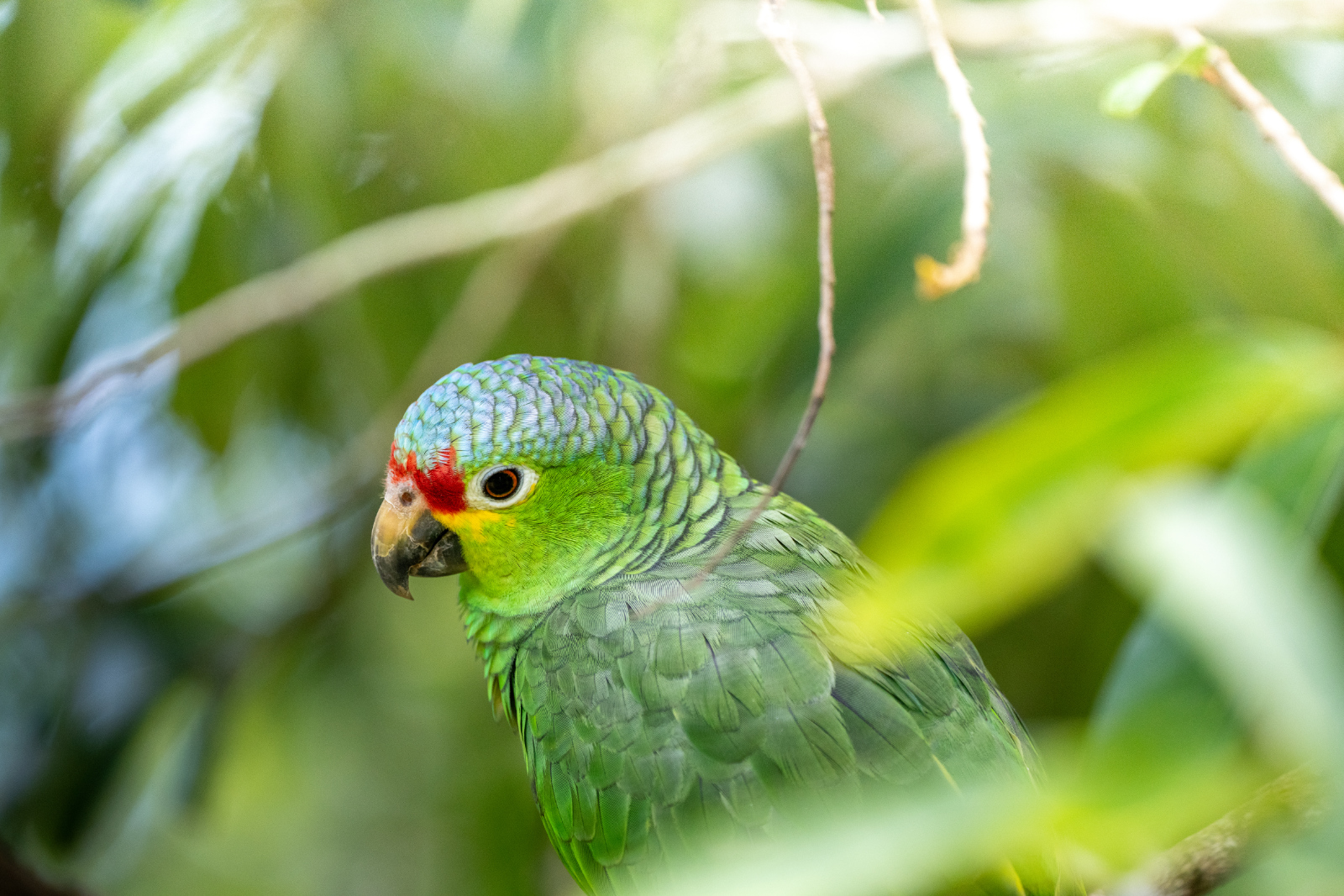 Monteverde & Montezuma, photo 3