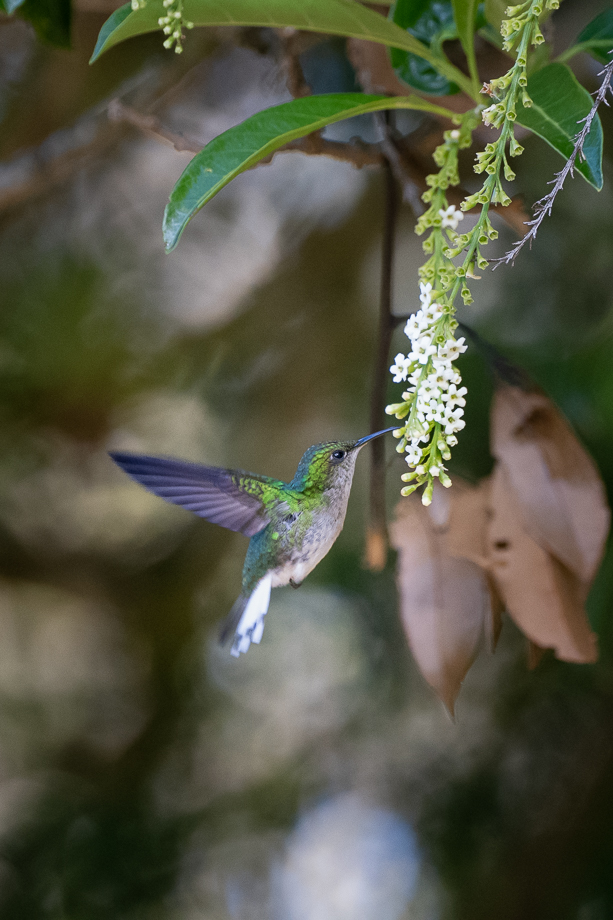 Rainforest, photo 3