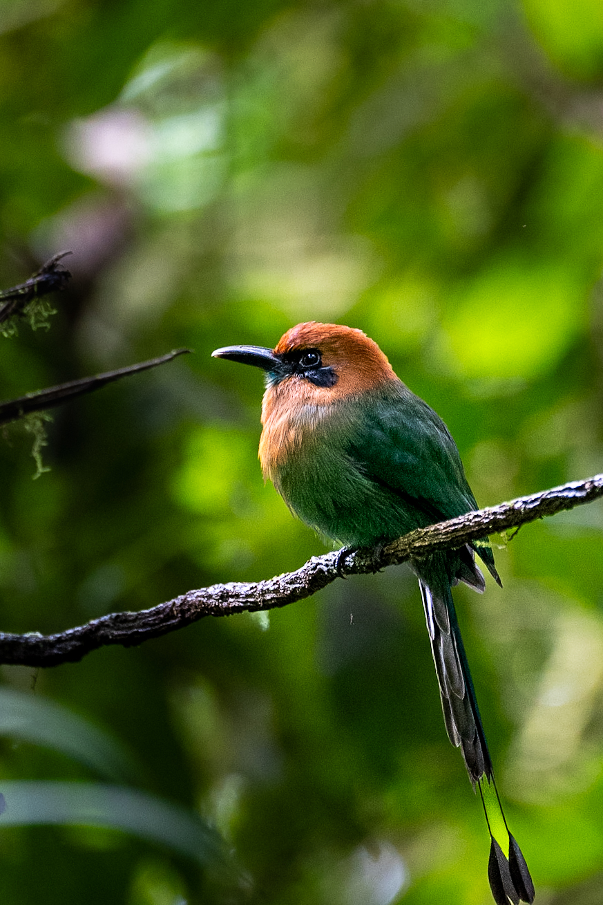 Rainforest, Costa Rica