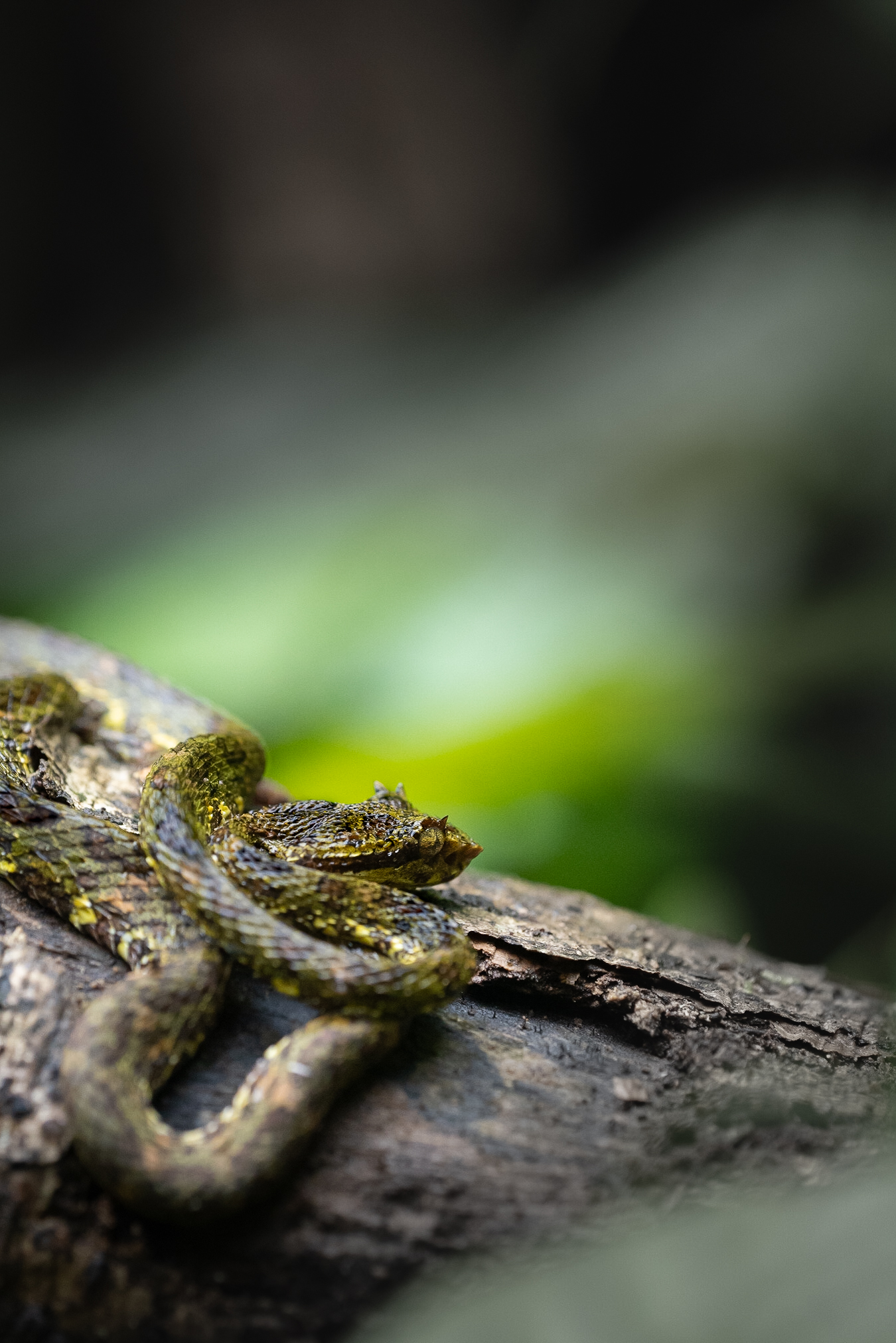 Rainforest, photo 4