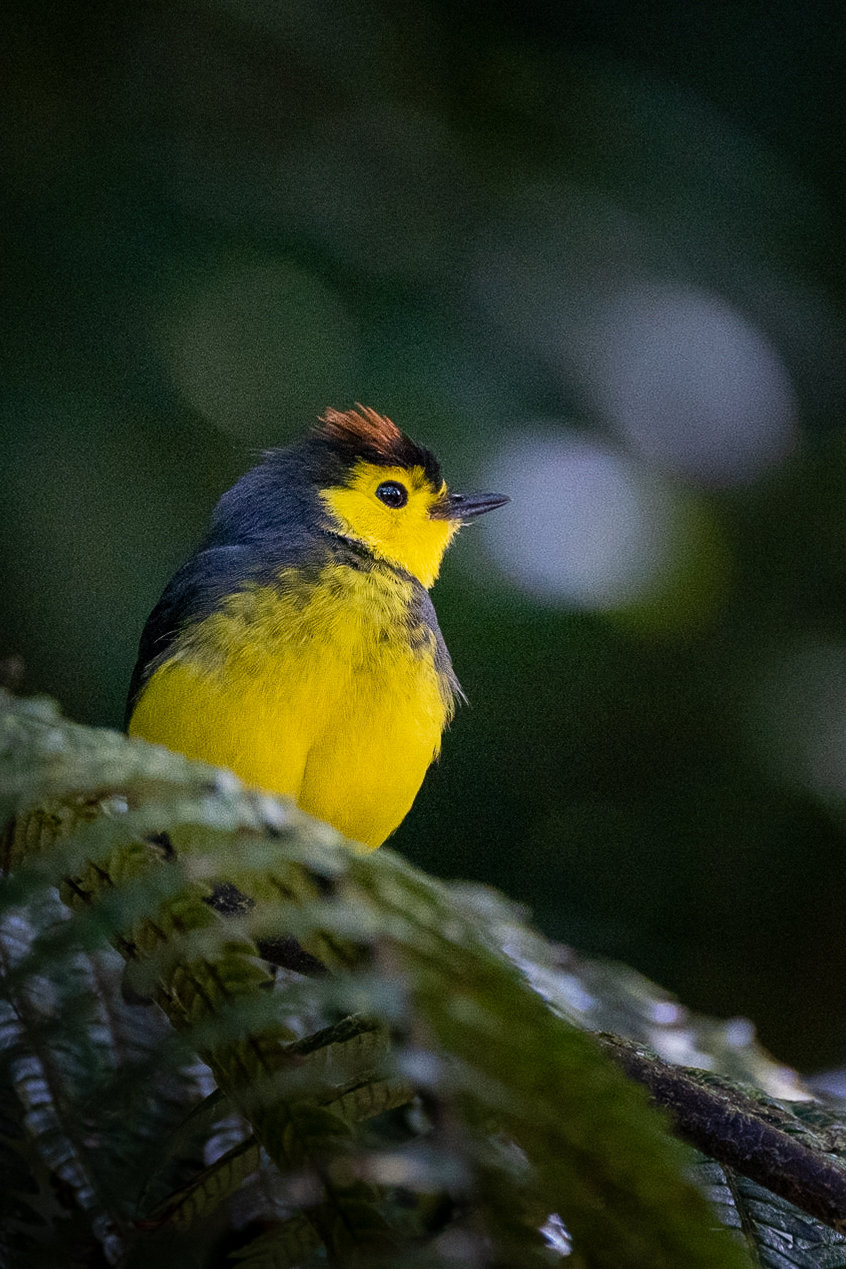 Rainforest, photo 2